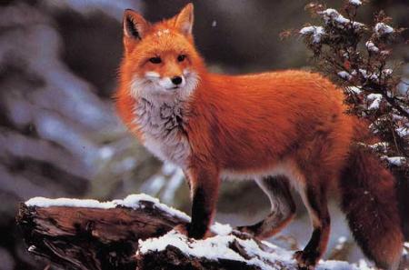 si j'aime Fox,pk pas aimer les renards?